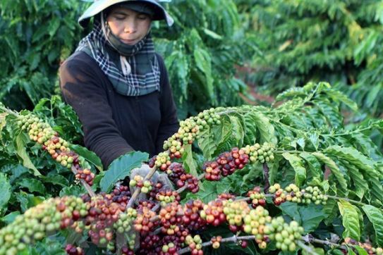 Việt Nam hợp tác mở rộng thị trường xuất khẩu nông sản thực phẩm