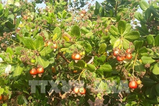 Vietnam enjoys export potential to Turkish market