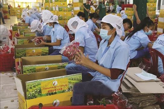 Chuyên gia tư vấn cho nông sản Việt chinh phục thị trường Anh