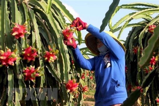 Thúc đẩy xuất khẩu hàng nông sản sang thị trường Trung Quốc