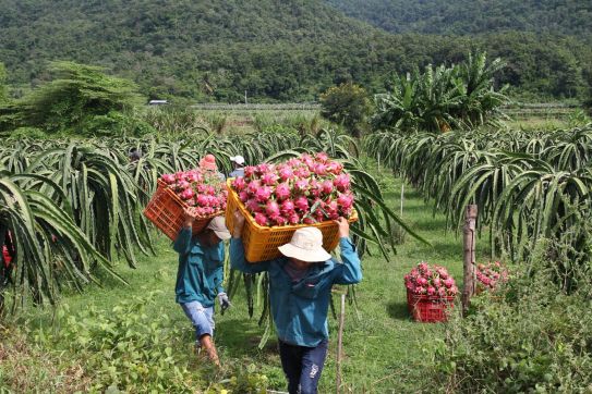 Vietnam urges exporters to use official trade channels to China