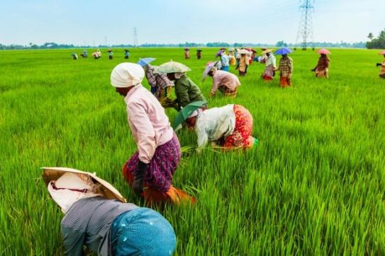 FAO phát động "Phát triển xanh các nông sản đặc biệt"