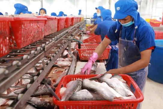 Vietnam poised to become world’s leading seafood processing centre