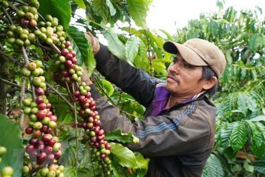 Australia-Việt Nam thúc đẩy hợp tác thương mại thực phẩm hữu cơ