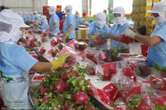 Tìm giải pháp đưa trái thanh long vào thị trường Ấn Độ và Pakistan
