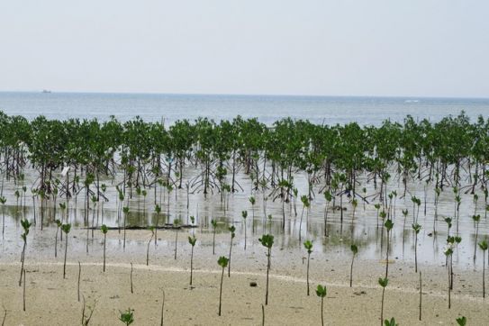 Sáng kiến Xanh ASEAN: Trồng 10 triệu cây bản địa trong 10 năm tới