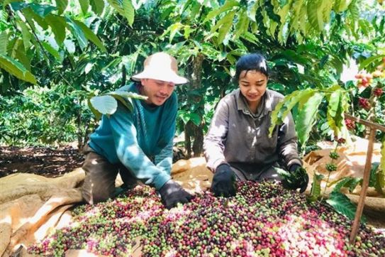 Vietnam looks to bolster agricultural, seafood exports to Algeria, Senegal