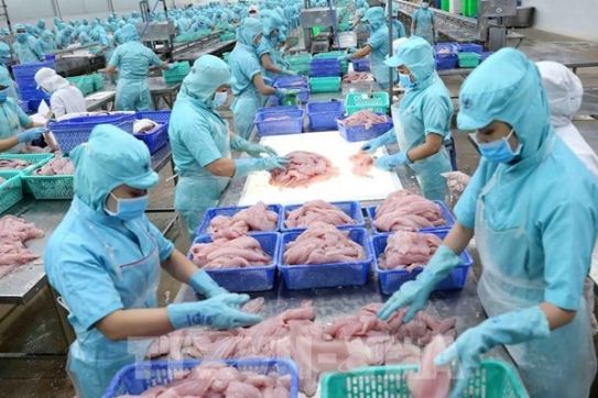中国广州企业对越南水产品的进口需求大增