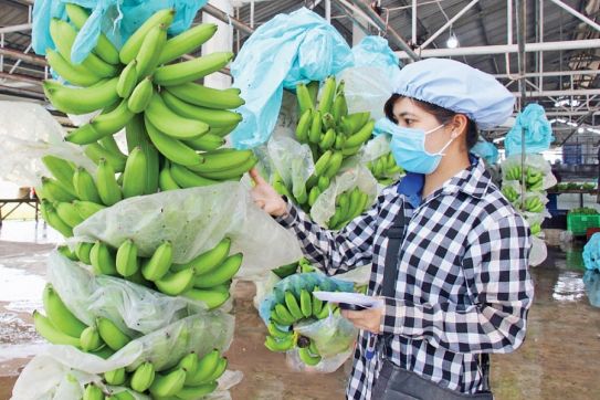 Hàn Quốc tăng nhập khẩu trái chuối từ thị trường Việt Nam