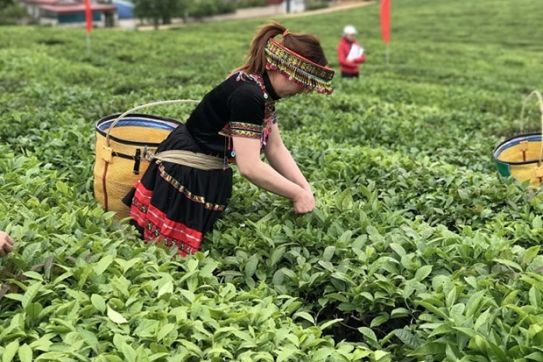 越南对中国和印度茶叶出口实现突飞猛进式的增长