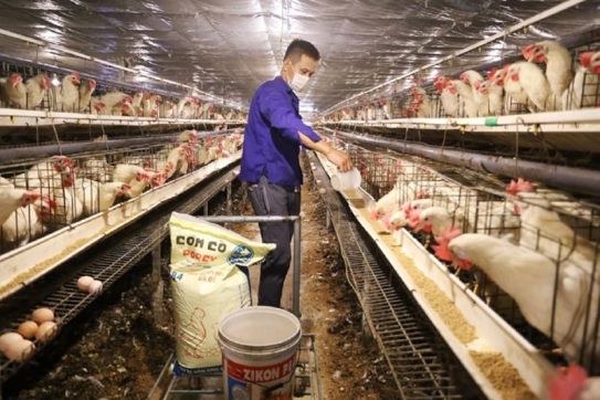Không tự chủ được về con giống, thức ăn, ngành chăn nuôi khó phát triển bền vững