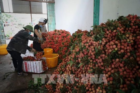 Vietnamese lychees reach EU consumers through e-commerce platform