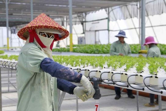Israel - ASEAN: Cơ hội hợp tác trong lĩnh vực công nghệ nông nghiệp