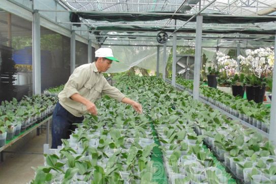 Tổng kết Nghị quyết 13 của Trung ương về phát triển kinh tế tập thể: Chuyển biến mạnh mẽ cả về chất và lượng