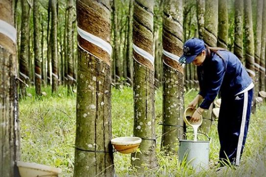 越南与印度经贸关系取得新进展