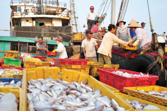 Chưa gỡ được “thẻ vàng”, xuất khẩu hải sản sang EU ngày càng mờ nhạt