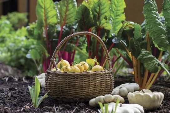 Vietnam’s organic agricultural product exports reach over 300 million USD/year, with plenty of room for growth