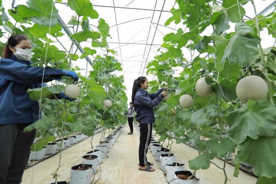越南拟建立合作社数字化转型促进中心