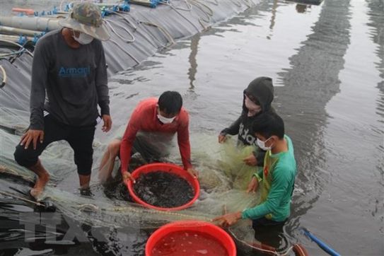 The Ministry of Oceans and Fisheries (MOF) of the Republic of Korea (RoK) is implementing the first-year technical cooperation project for aquaculture productivity enhancement in Vietnam’s northern provinces.