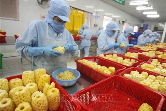 越南蔬果出口企业必须主动扩大出口市场