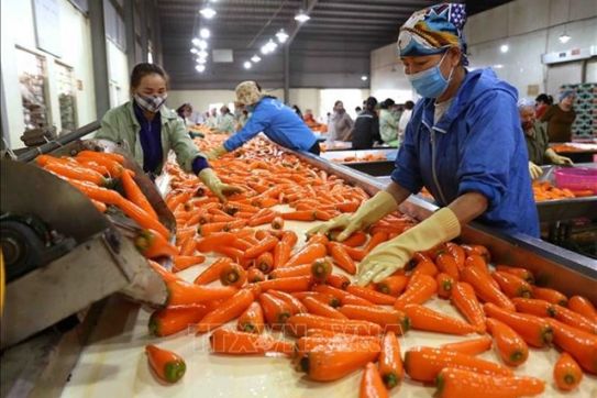 Vietnam aims to be one of top ten global farm produce processors
