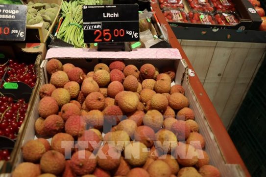 Vietnam gains stronger foothold in EU market two years after EVFTA takes effect
