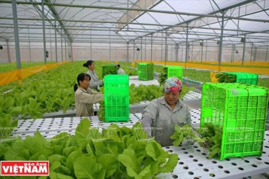 加强监管力度 促进有机农业产业链的构建