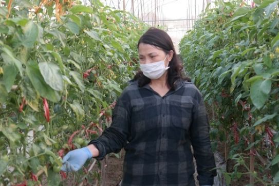 Tu Son 면에서 채소 생산 모형의 하이테크 적용으로 인한 효율성
