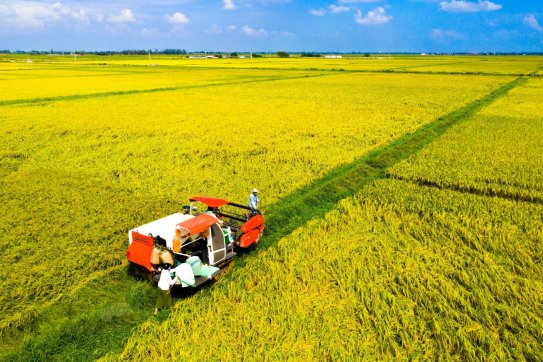 Khuyến khích các doanh nghiệp đầu tư vào phát triển các sản phẩm nông sản chủ lực của thành phố
