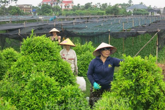Thực hiện tiêu chí sản xuất trong xây dựng nông thôn mới kiểu mẫu, nâng cao: Phát huy vai trò đảng viên, “dân vận khéo” (kỳ 1)
