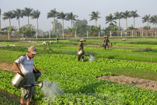 Thực hiện tiêu chí sản xuất trong xây dựng nông thôn mới kiểu mẫu, nâng cao: Phát huy vai trò đảng viên, “dân vận khéo” (kỳ cuối)