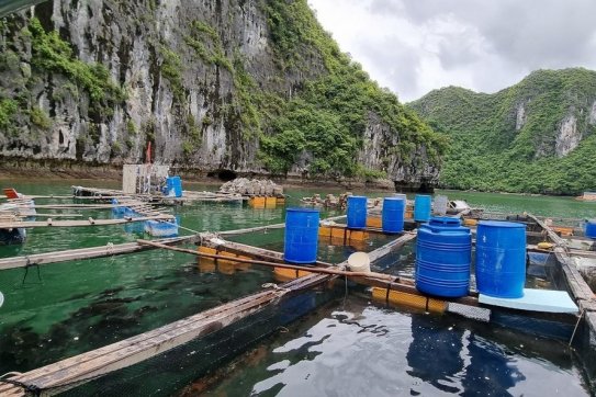 Huyện Cát Hải quyết liệt tập trung cao công tác tháo dỡ các cơ sở nuôi trồng thủy sản hoàn thành trong tháng 6/2023