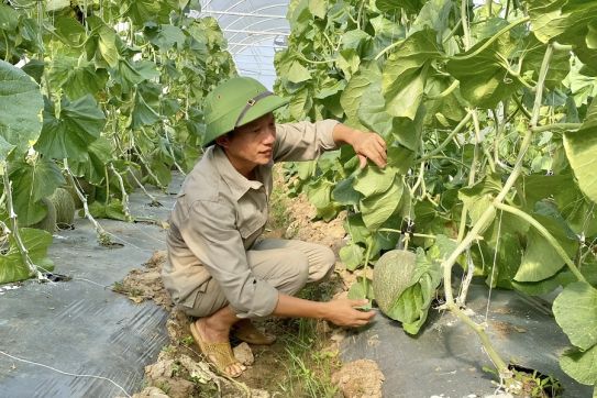 “5 không” ở Hợp tác xã nông nghiệp công nghệ cao Đại Đồng