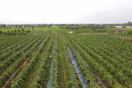 Hải Phòng phát triển kinh tế nông nghiệp nông thôn bền vững