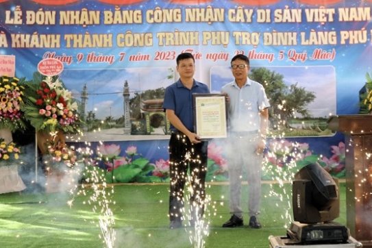 Xã An Hòa (huyện An Dương): Cây duối hơn 300 năm tuổi được công nhận là cây di sản Việt Nam