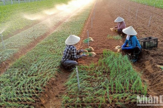 Xây dựng nông thôn mới