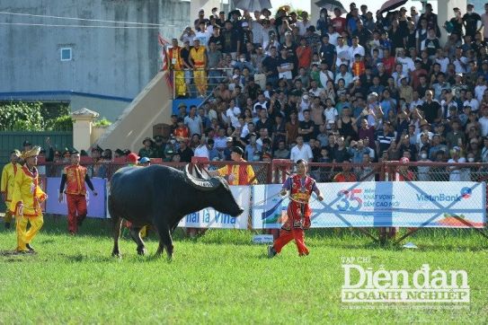 Phát triển du lịch từ sức hút của Lễ hội chọi trâu truyền thống Đồ Sơn
