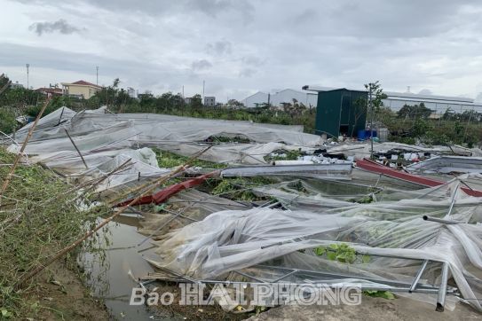 Triển khai chính sách hỗ trợ sản xuất nông nghiệp đối với vùng bị thiệt hại do thiên tai, dịch bệnh