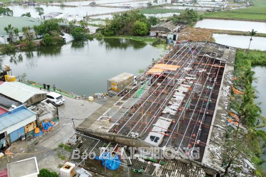 Chú trọng tái đàn để bảo đảm sản phẩm chăn nuôi