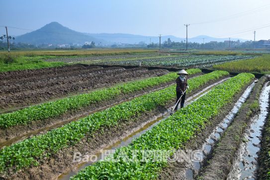 Cơ hội thúc đẩy sản xuất nông nghiệp quy mô lớn