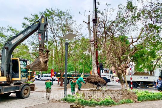 Nỗ lực “hồi sinh” cây xanh đô thị