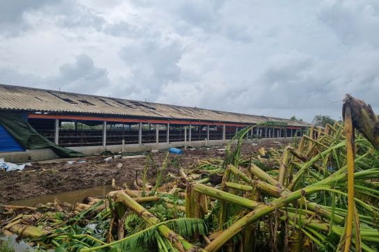 Hải Phòng tập trung khôi phục đàn vật nuôi, phòng chống dịch bệnh sau bão số 3