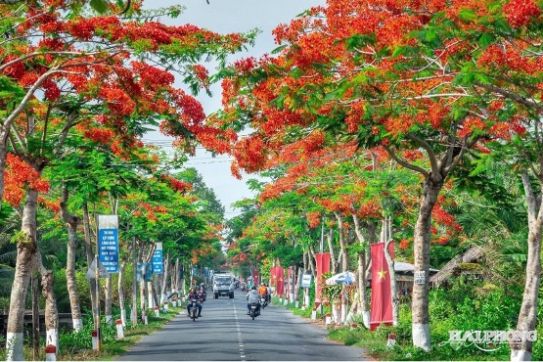 Đánh thức “Bình minh đỏ”: Hải Phòng mời gọi thế giới đến với Lễ hội Hoa phượng đỏ 2026