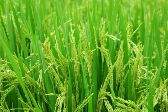 Hải Phòng: Phối hợp với chuyên gia quốc tế trình diễn mô hình canh tác lúa hiệu quả cao và phát thải thấp