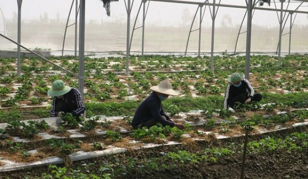Hải Phòng phê duyệt Đề án thành lập Quỹ Hỗ trợ phát triển hợp tác xã: Tiếp sức cho kinh tế tập thể bứt phá trong giai đoạn mới